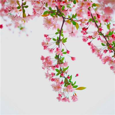 预言与拯救手游下载